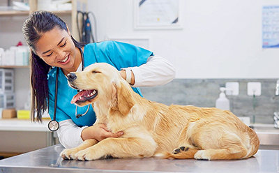 How Does Pet Insurance Protect You Financially?