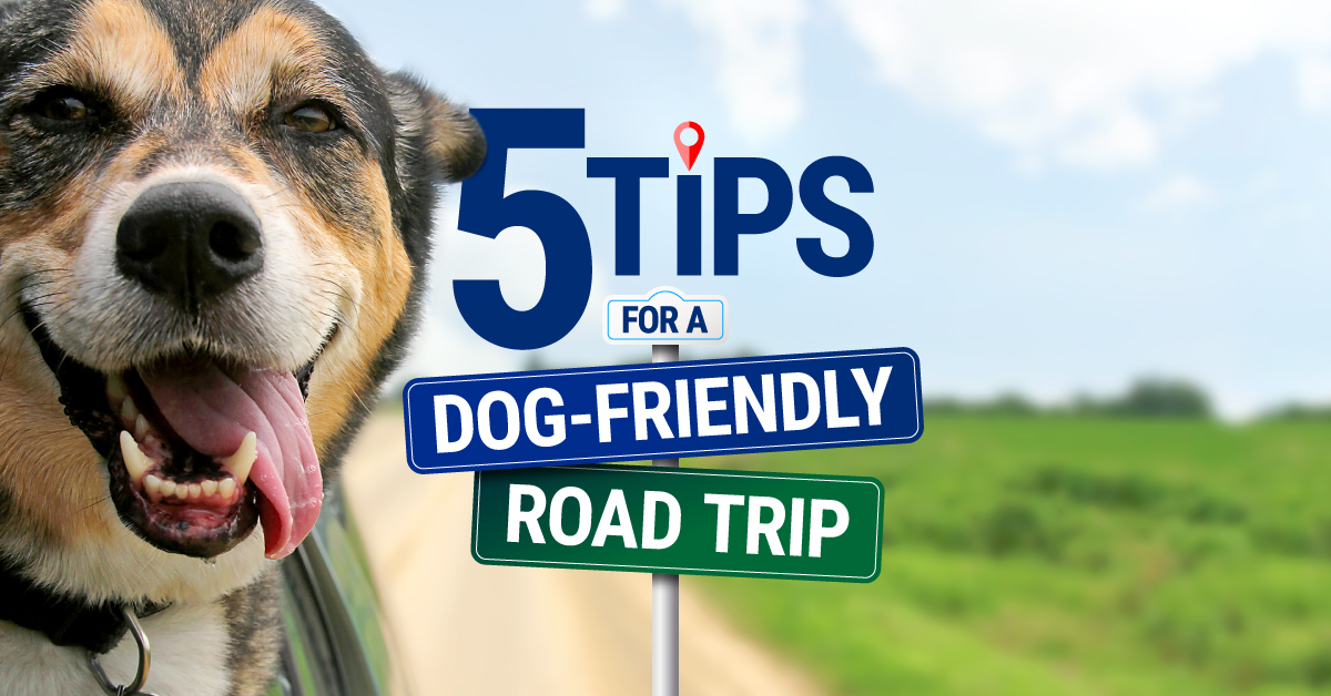 5TipsforaDog-FriendlyRoadTrip